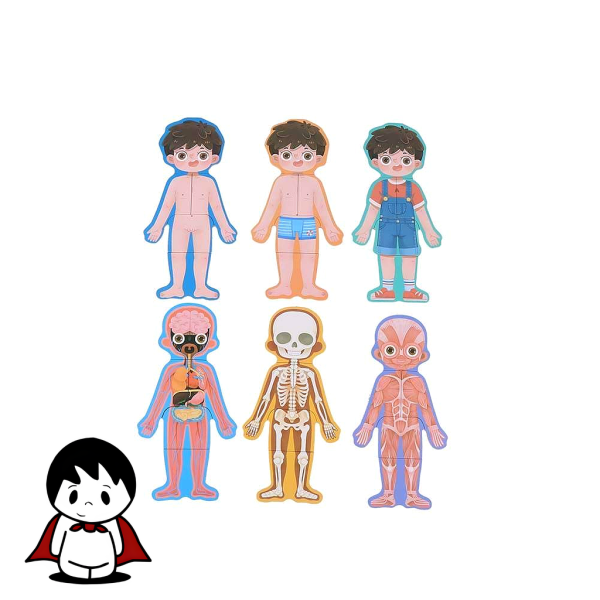 پازل آموزشی آناتومی بدن انسان (۱۲۶ تکه) - تصویر 3